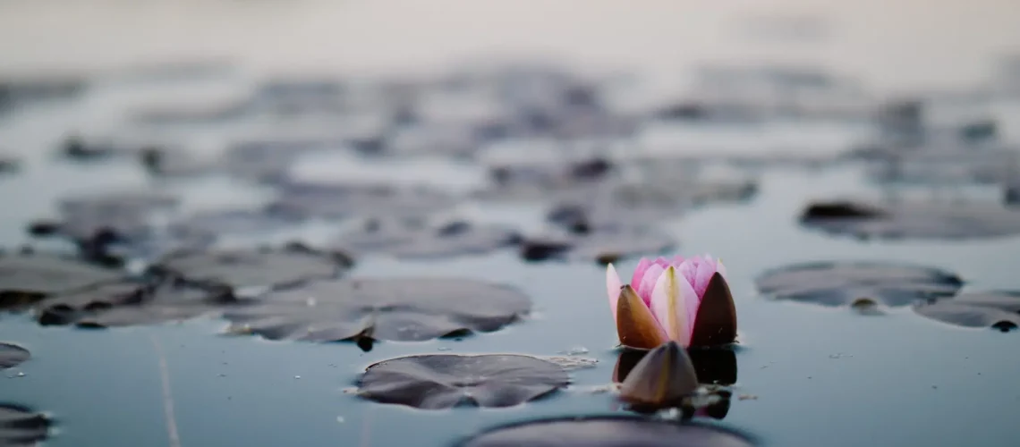 carlos-de-miguel-Kq2WV3WPrYU-unsplash