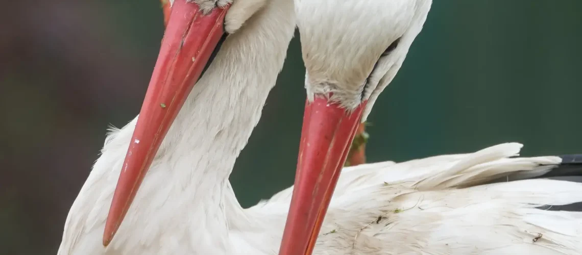 patrick-brinksma-zNid3PFK1ZI-unsplash